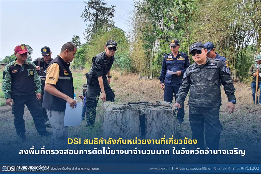 DSI สนธิกำลังกับหน่วยงานที่เกี่ยวข้อง ลงพื้นที่ตรวจสอบการตัดไม้ยางนาจำนวนมาก ในจังหวัดอำนาจเจริญ